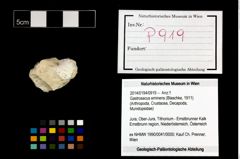 Foto (Objekt + Etikett) von Gastrosacus eminens (Blaschke, 1911)  (NHMW-GEO-2014-0194-0919)
